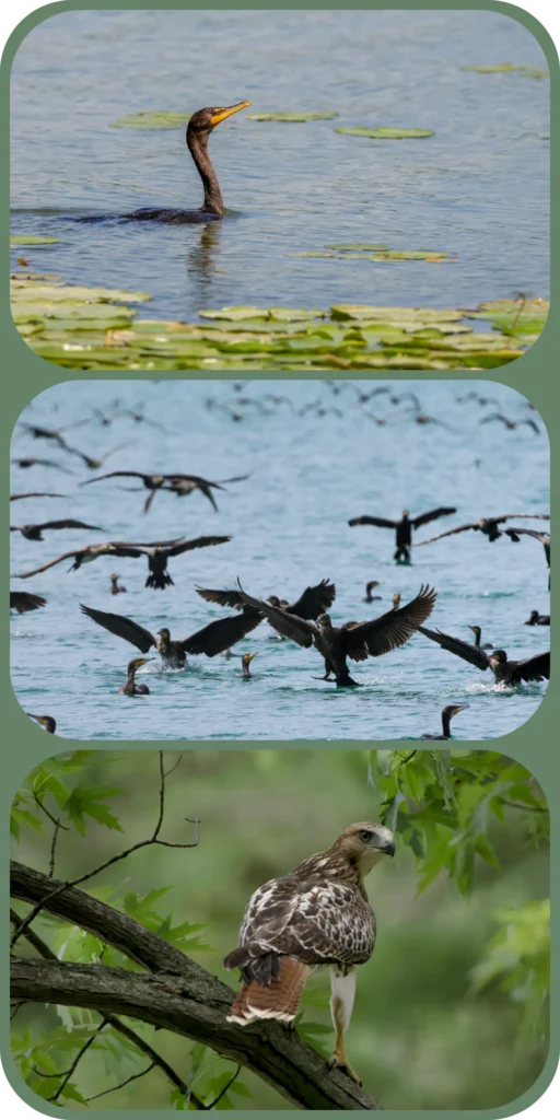 Triptyque vertical avec des photos horizontal. La première photo montre un cormoran dans l'eau bleu. Le cormoran est entouré de nénuphar. La deuxième photo montre un groupe d'une vingtaine de cormorans qui atterrissent dans l'eau bleu. La troisième photo montre une buse sur une branche. La buse est de dos et regarde sur sa droite, elle est prête à partir en chasse. 