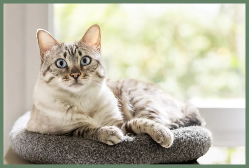 "Portrait of a white cat on a cushion indoors by your pet photographer in Lyon.