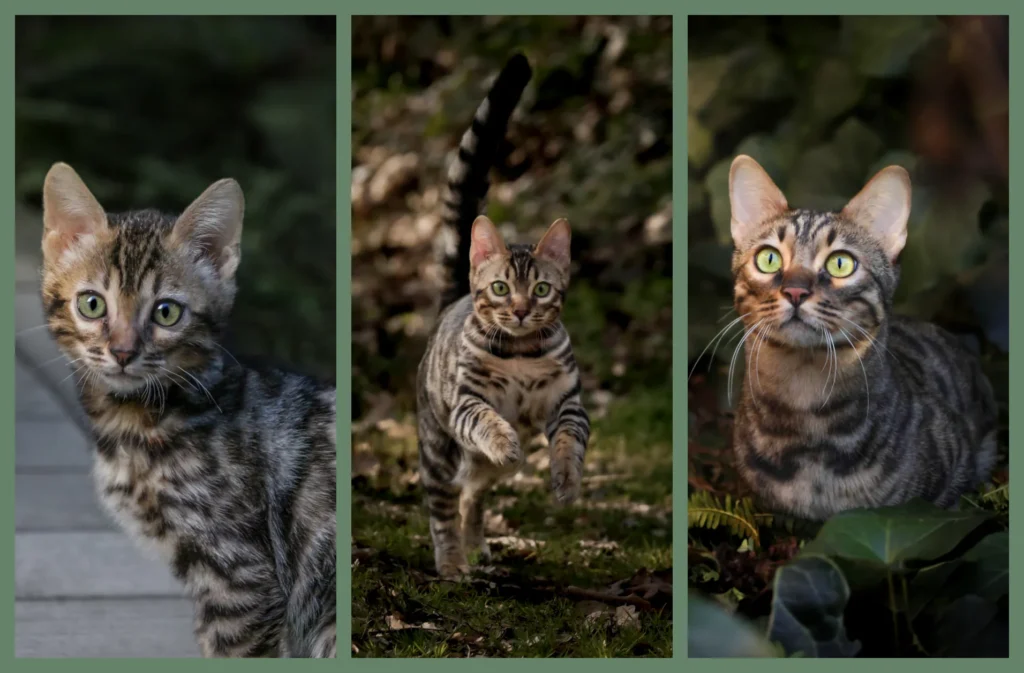 Three portraits of a brown tabby kitten by your pet photographer in Lyon.