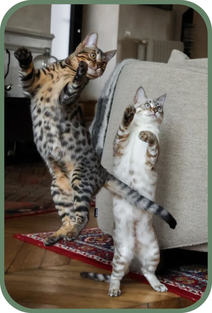 Deux chats Bengals en train de sauter pour attraper un jouet. Celui de gauche est marron tigré et celui de droite est blanc tigré. Photos prises par votre photographe professionnelle à Lyon.