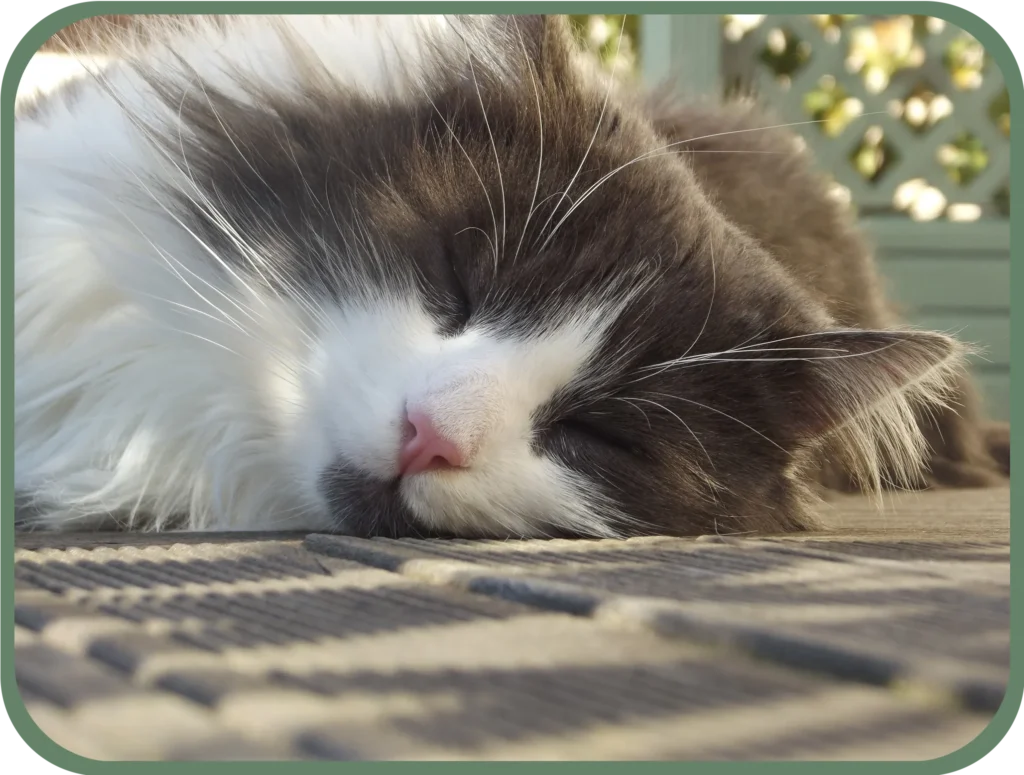 Chat gris et blanc à poils long qui est allongé au soleil sur une terrasse en bois, par votre photographe professionnelle à Lyon.
