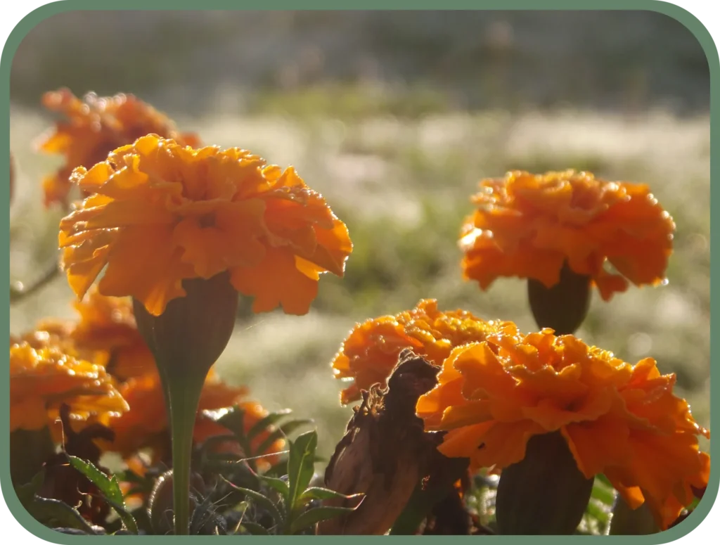 Géraniums oranges sous le soleil du matin dans un jardin, par votre photographe professionnelle à Lyon. 
